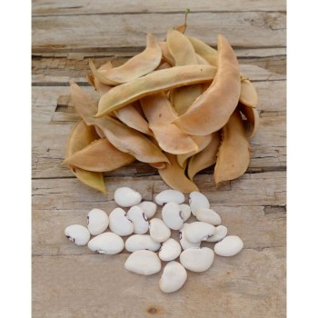 Haricot Blanc ou garrofon 300 gr pour paella valencienne