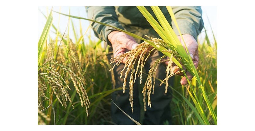 Quelle variété de riz convient le mieux à ma recette ?