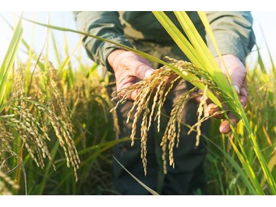 Quelle variété de riz convient le mieux à ma recette ?