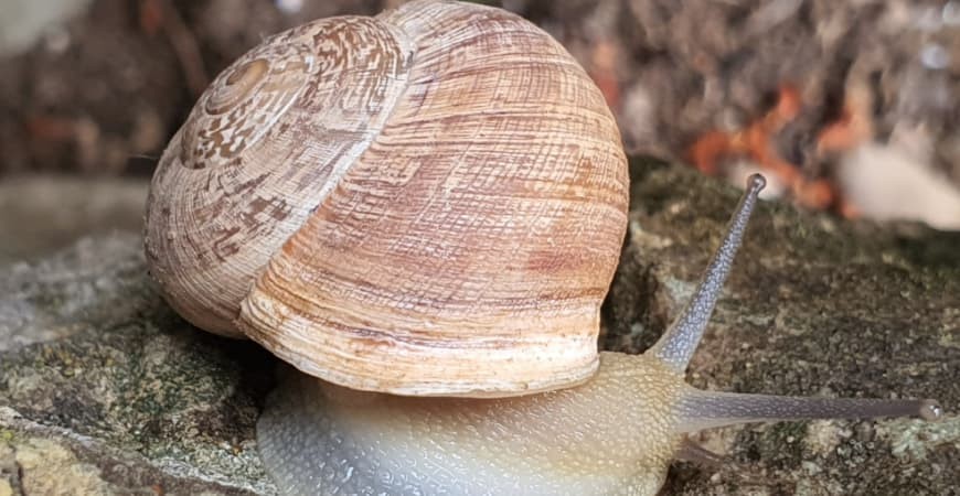 Comment préparer les escargots pour la paella