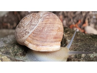 Comment préparer les escargots pour la paella