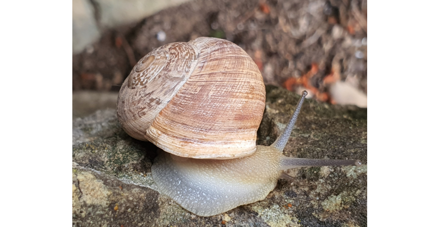 Comment préparer les escargots pour la paella