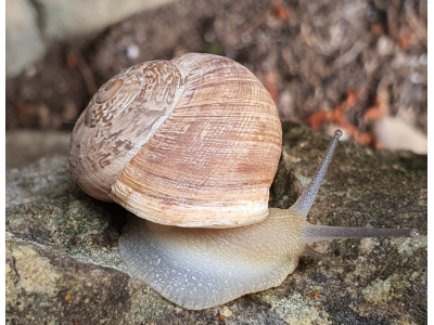 Comment préparer les escargots pour la paella