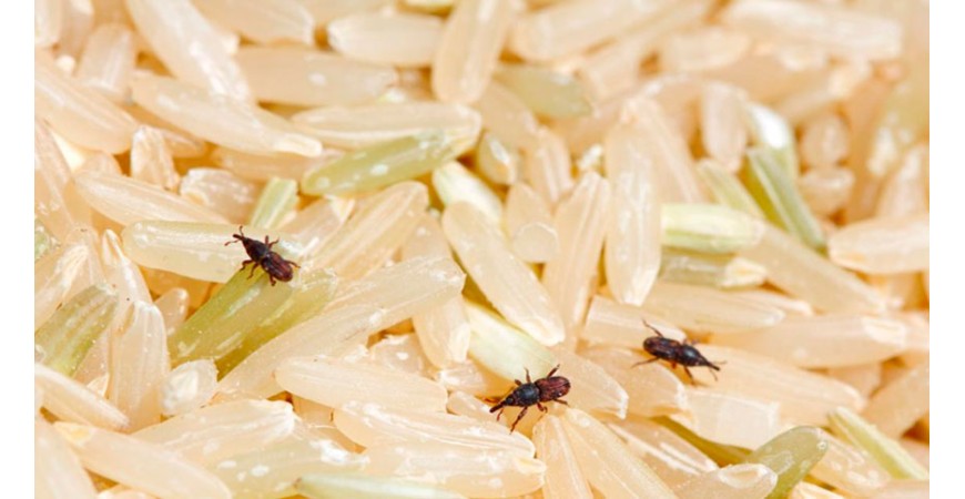 Le riz a-t-il une date de péremption ? Tout ce que vous devez savoir sur sa conservation.